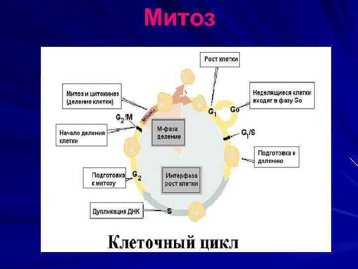 Митоз 