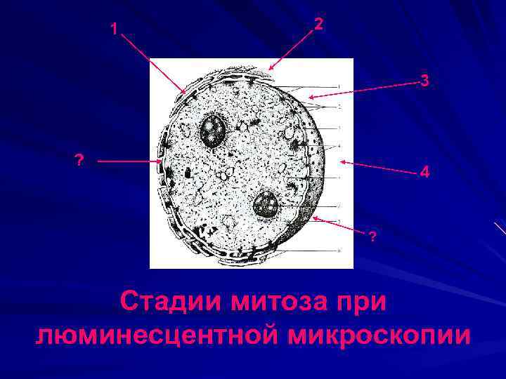 1 2 3 ? 4 ? Стадии митоза при люминесцентной микроскопии 