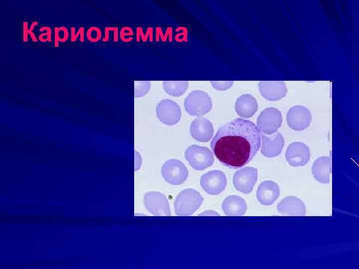 Кариолемма 