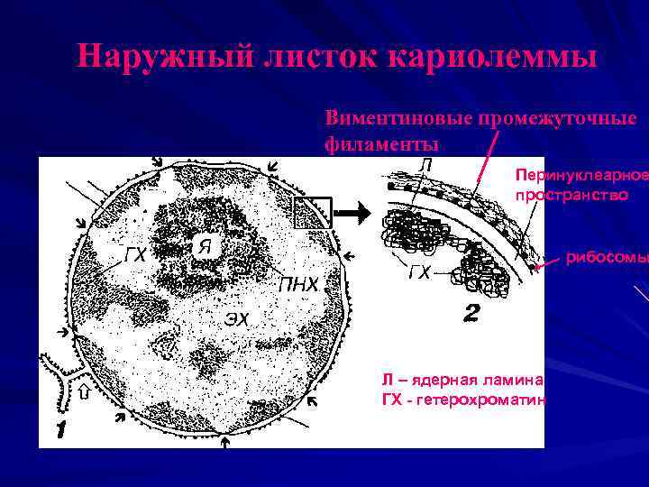 Наружный листок кариолеммы Виментиновые промежуточные филаменты Перинуклеарное пространство рибосомы Л – ядерная ламина ГХ