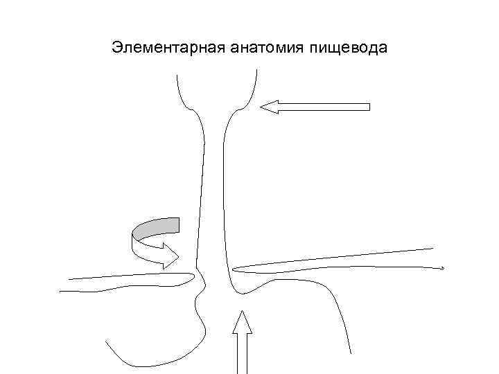 Элементарная анатомия пищевода 