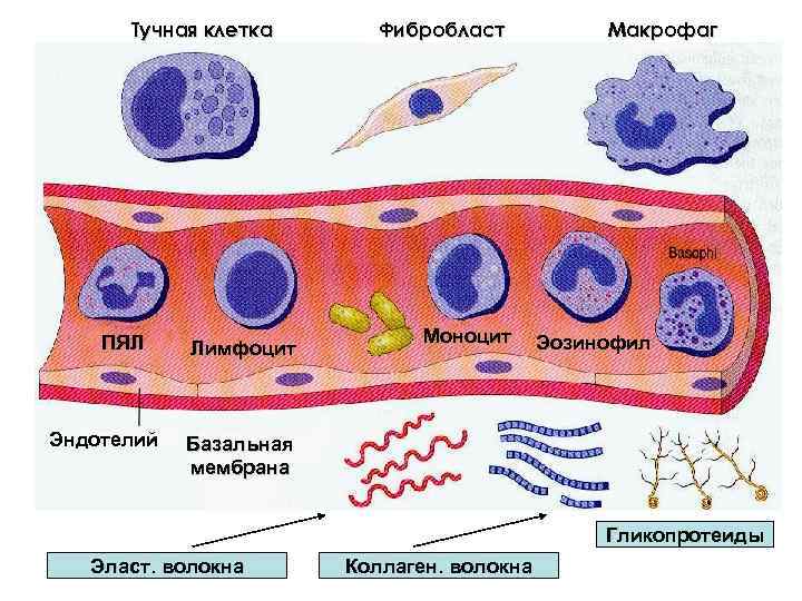 Тучная клетка ПЯЛ Эндотелий Лимфоцит Фибробласт Моноцит Макрофаг Эозинофил Базальная мембрана Гликопротеиды Эласт. волокна