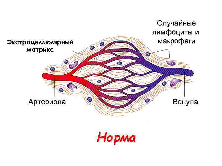 Случайные лимфоциты и макрофаги Экстрацеллюлярный матрикс Артериола Венула Норма 