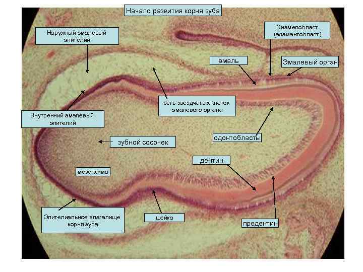 Начало развития корня зуба Энамелобласт (адамантобласт) Наружный эмалевый эпителий эмаль Эмалевый орган сеть звездчатых