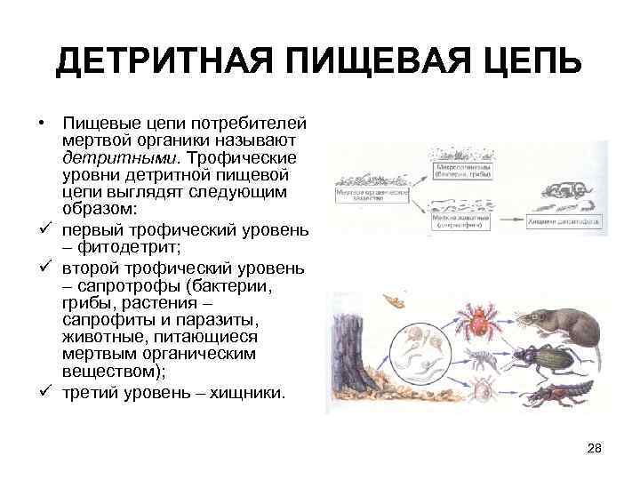 Детритная цепь питания схема