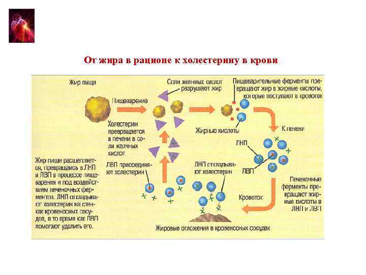 От жира в рационе к холестерину в крови 