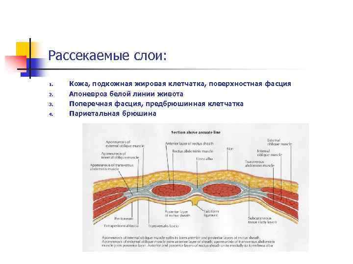 Рассекаемые слои: 1. 2. 3. 4. Кожа, подкожная жировая клетчатка, поверхностная фасция Апоневроз белой