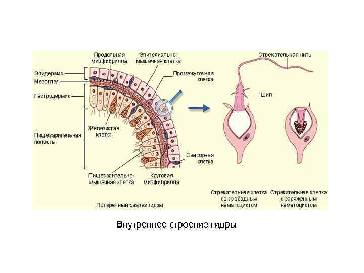 Внутреннее строение гидры 