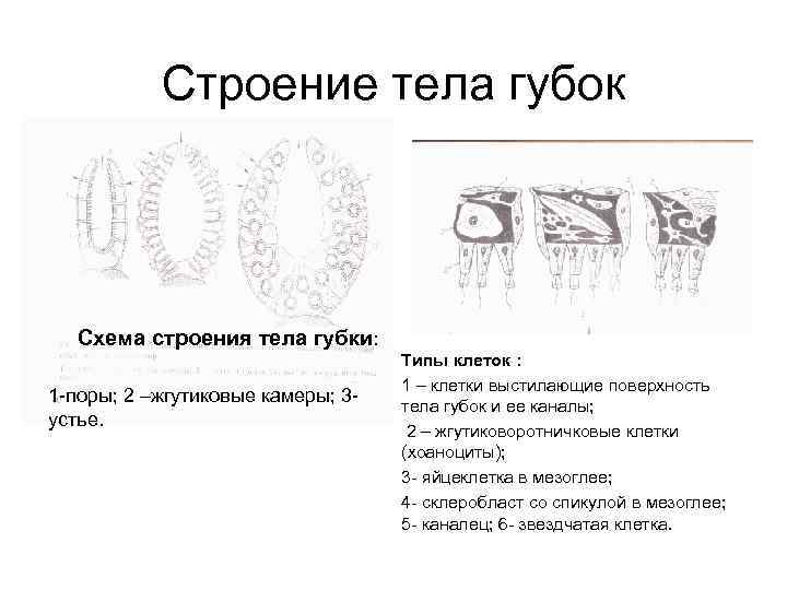 Строение тела губок Схема строения тела губки: 1 -поры; 2 –жгутиковые камеры; 3 устье.