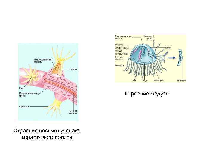 Строение медузы Строение восьмилучевого кораллового полипа 