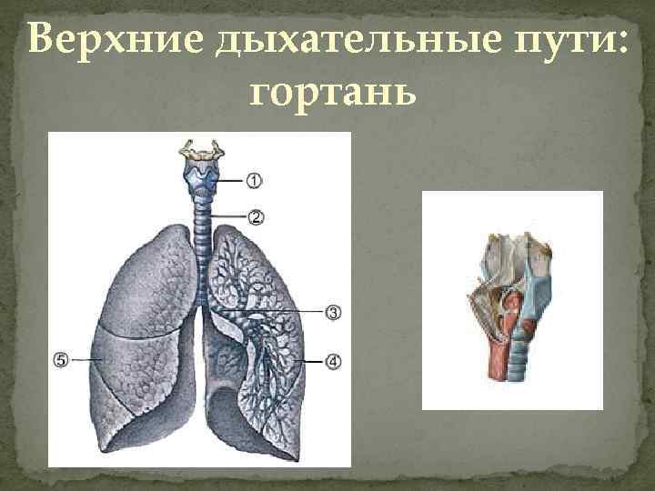 Верхние дыхательные пути: гортань 