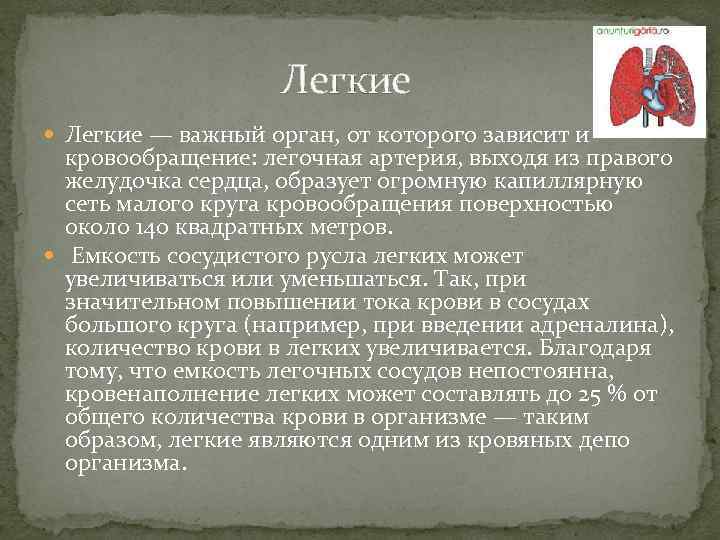 Легкие — важный орган, от которого зависит и кровообращение: легочная артерия, выходя из правого