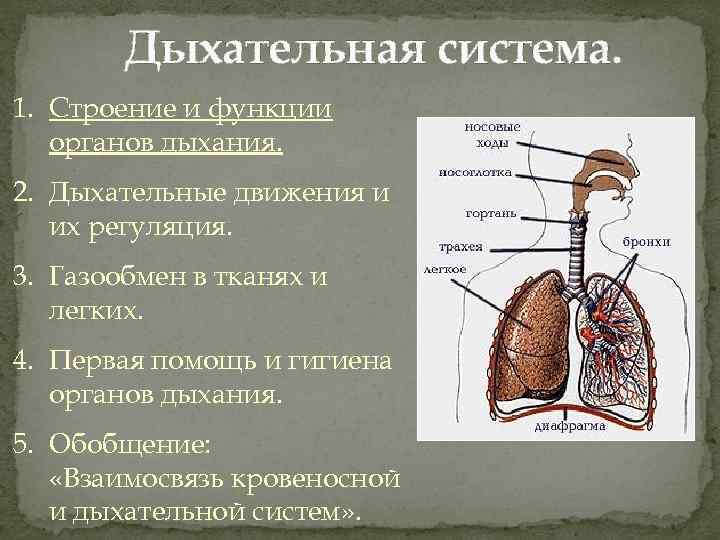 Дыхательная система. 1. Строение и функции органов дыхания. 2. Дыхательные движения и их регуляция.
