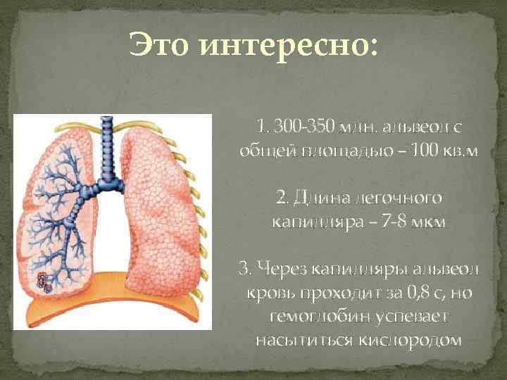 Это интересно: 1. 300 -350 млн. альвеол с общей площадью – 100 кв. м