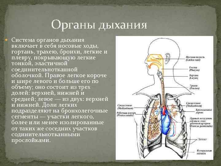Органы входящие в дыхательную систему функции. Органы дыхания. Дыхательная система органов структура. Гортань это орган дыхательной системы.