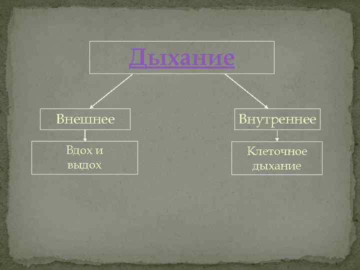 Дыхание Внешнее Внутреннее Вдох и выдох Клеточное дыхание 