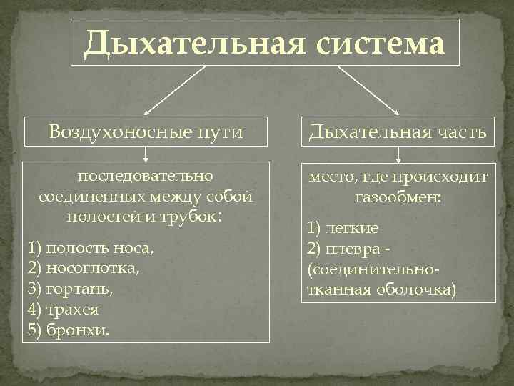 Дыхательная система Воздухоносные пути Дыхательная часть последовательно соединенных между собой полостей и трубок: место,