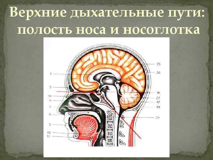 Верхние дыхательные пути: полость носа и носоглотка 