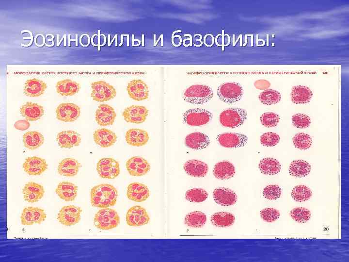 Эозинофилы и базофилы: 