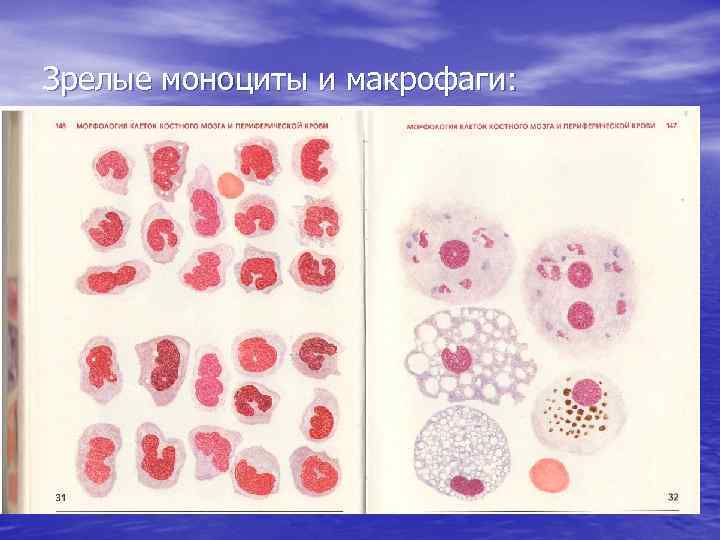 Зрелые моноциты и макрофаги: 