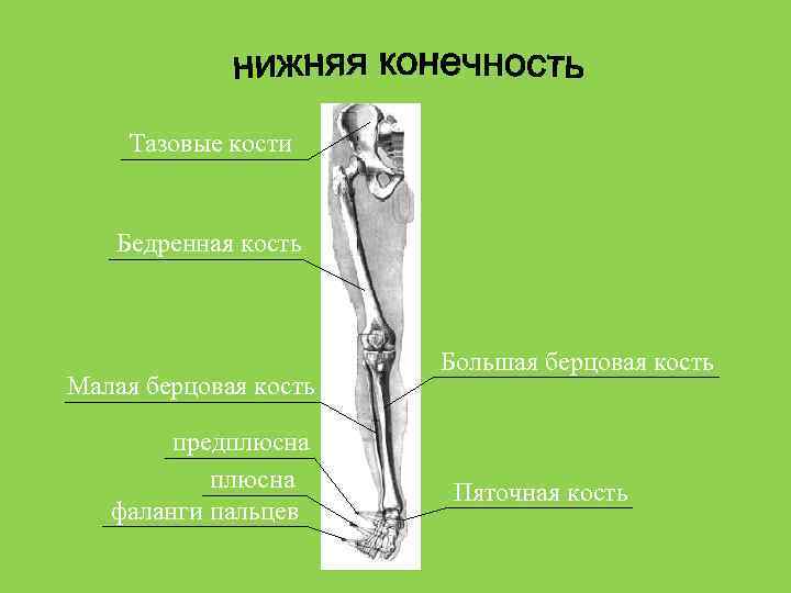 Какая кость берцовая