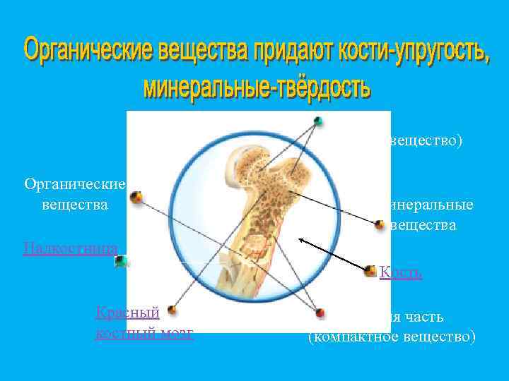 Головка (губчатое вещество) Органические вещества Минеральные вещества Надкостница Кость Красный костный мозг Средняя часть