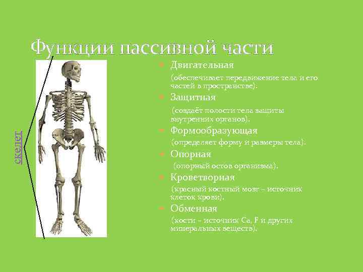 Функции пассивной части Двигательная (обеспечивает передвижение тела и его частей в пространстве). Защитная скелет