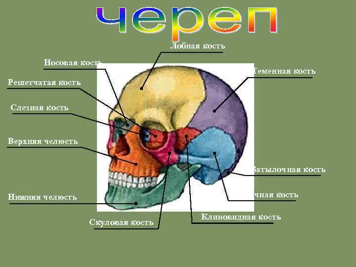 Лобная кость Носовая кость Теменная кость Решетчатая кость Слезная кость Верхняя челюсть Затылочная кость