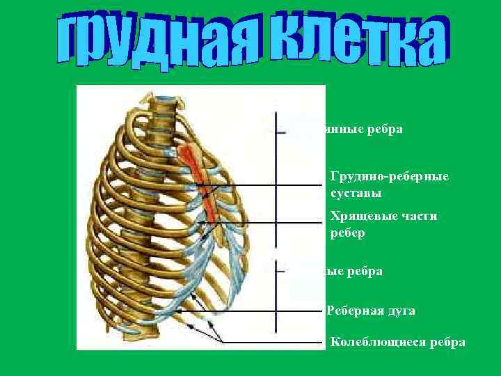 Истинные ребра Грудино-реберные суставы Хрящевые части ребер Ложные ребра Реберная дуга Колеблющиеся ребра 