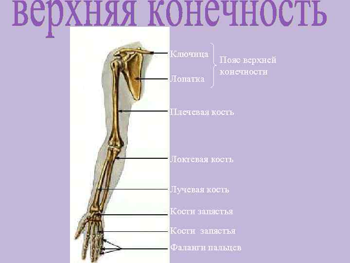 К костям пояса верхней конечности относится