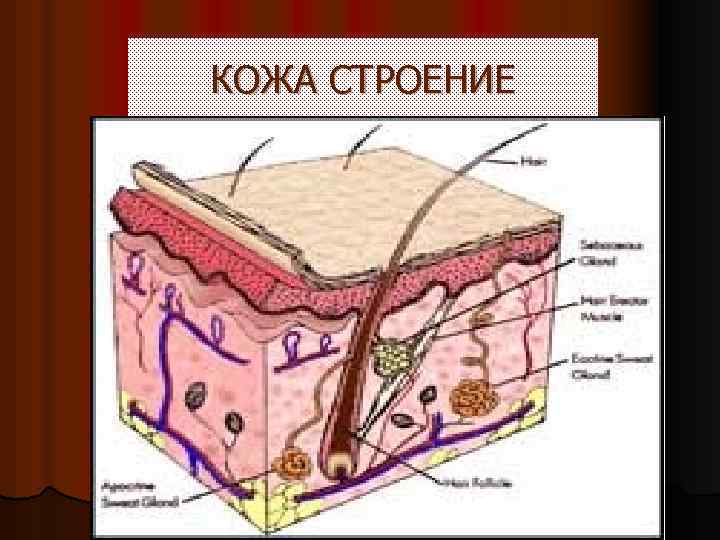 КОЖА СТРОЕНИЕ 