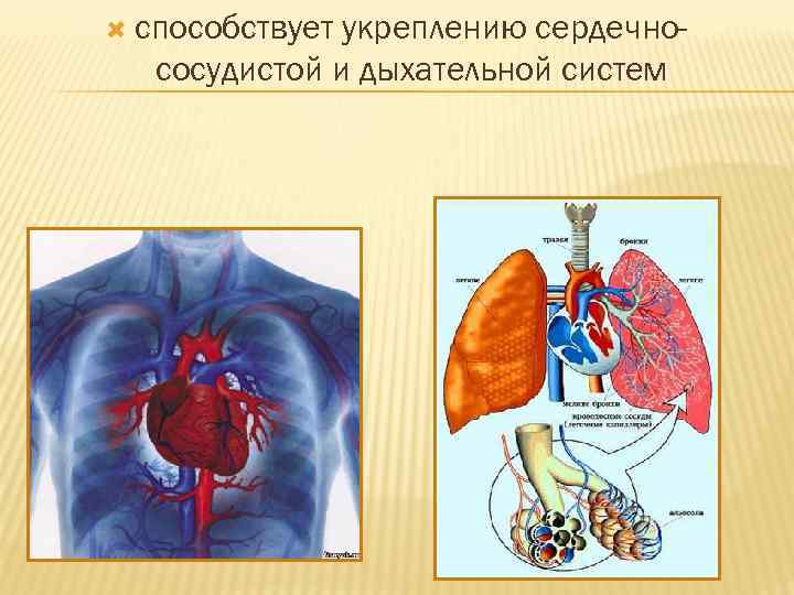 способствует укреплению сердечнососудистой и дыхательной систем 
