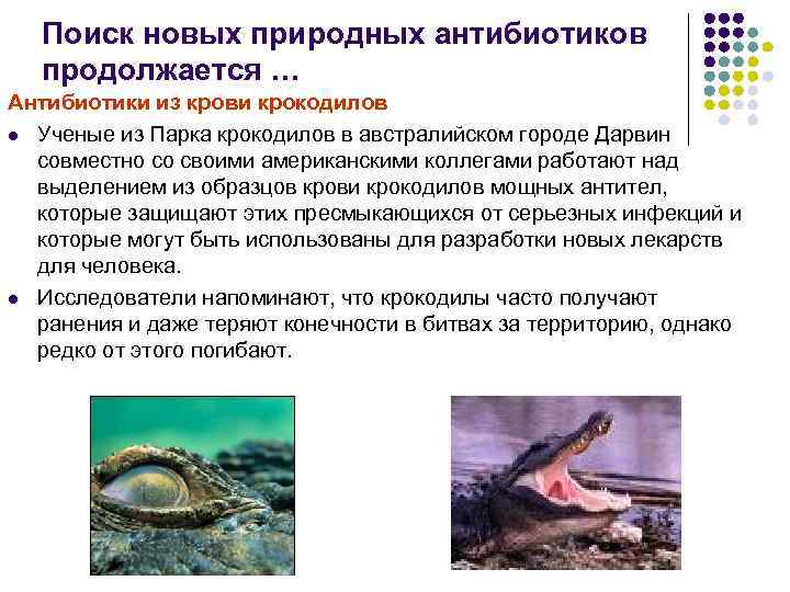 Поиск новых природных антибиотиков продолжается … Антибиотики из крови крокодилов l Ученые из Парка