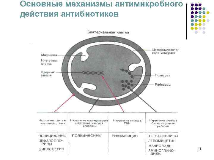 Основные механизмы антимикробного действия антибиотиков 13 