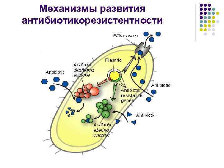 Механизмы развития антибиотикорезистентности 
