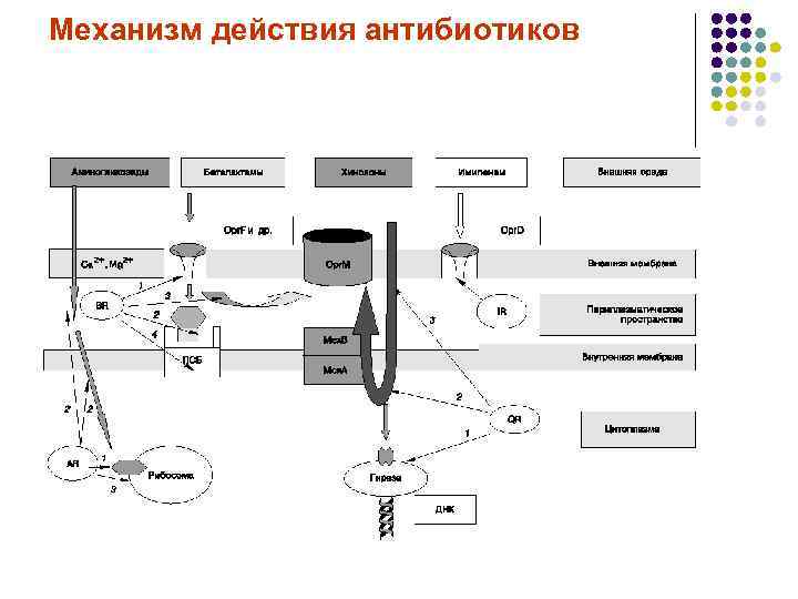 Механизм действия антибиотиков 