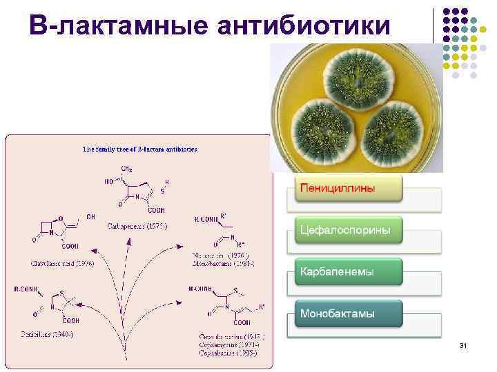 В-лактамные антибиотики 31 