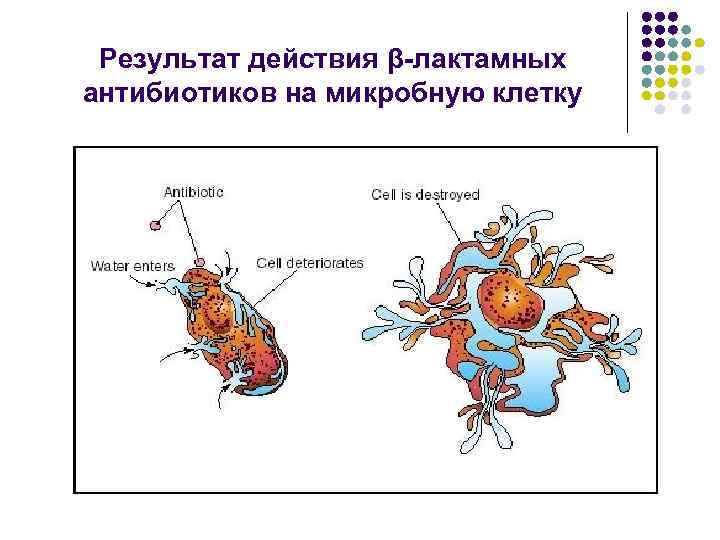 Результат действия β-лактамных антибиотиков на микробную клетку 