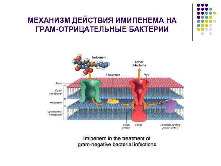 МЕХАНИЗМ ДЕЙСТВИЯ ИМИПЕНЕМА НА ГРАМ-ОТРИЦАТЕЛЬНЫЕ БАКТЕРИИ 