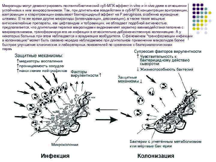 Макролиды могут демонстрировать постантибиотический суб-МПК эффект in vitro и in vivo даже в отношении