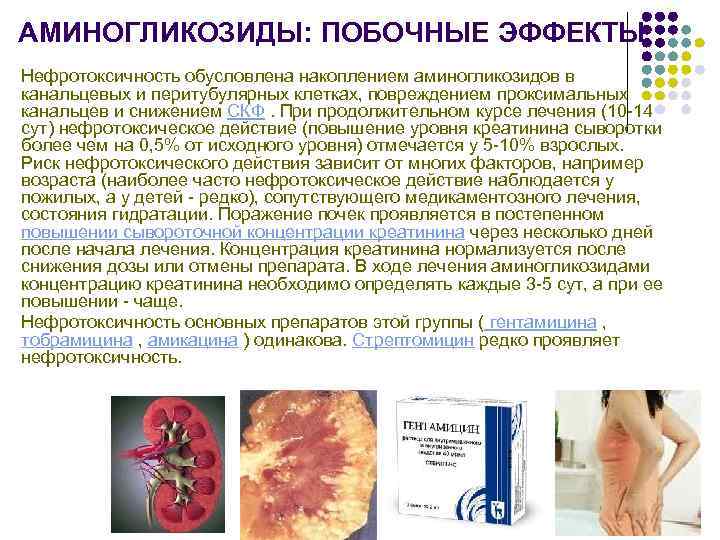 АМИНОГЛИКОЗИДЫ: ПОБОЧНЫЕ ЭФФЕКТЫ Нефротоксичность обусловлена накоплением аминогликозидов в канальцевых и перитубулярных клетках, повреждением проксимальных