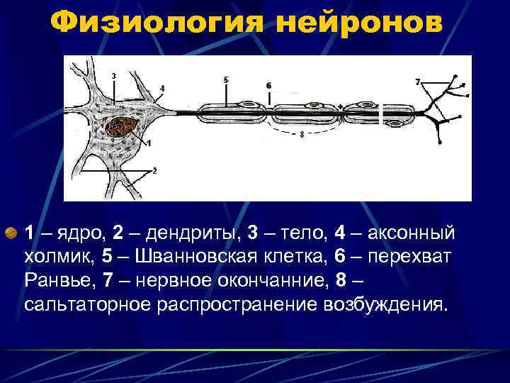 Физиология нейронов 1 – ядро, 2 – дендриты, 3 – тело, 4 – аксонный