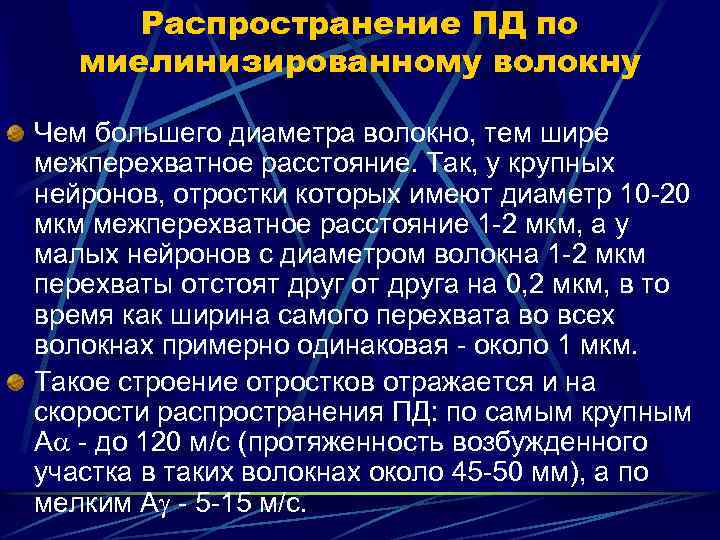 Распространение ПД по миелинизированному волокну Чем большего диаметра волокно, тем шире межперехватное расстояние. Так,