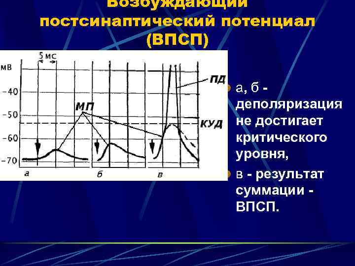 Возбуждающий постсинаптический потенциал (ВПСП) а, б деполяризация не достигает критического уровня, в - результат