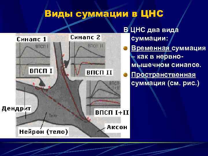 Виды суммации в ЦНС В ЦНС два вида суммации: Временная суммация – как в