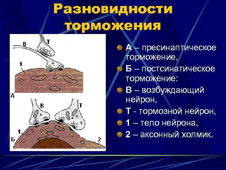 Разновидности торможения А – пресинаптическое торможение, Б – постсинатическое торможение: В – возбуждающий нейрон,