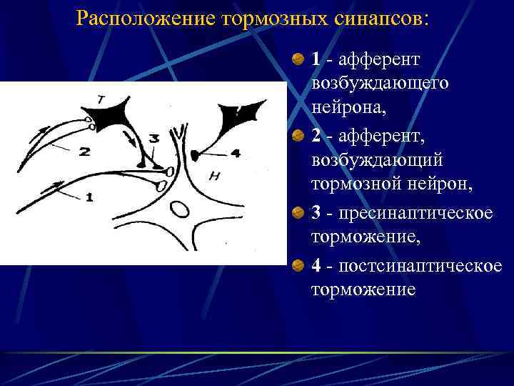 Расположение тормозных синапсов: 1 - афферент возбуждающего нейрона, 2 - афферент, возбуждающий тормозной нейрон,