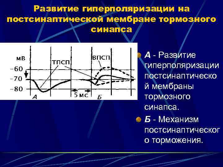 Развитие гиперполяризации на постсинаптической мембране тормозного синапса А - Развитие гиперполяризации постсинаптическо й мембраны