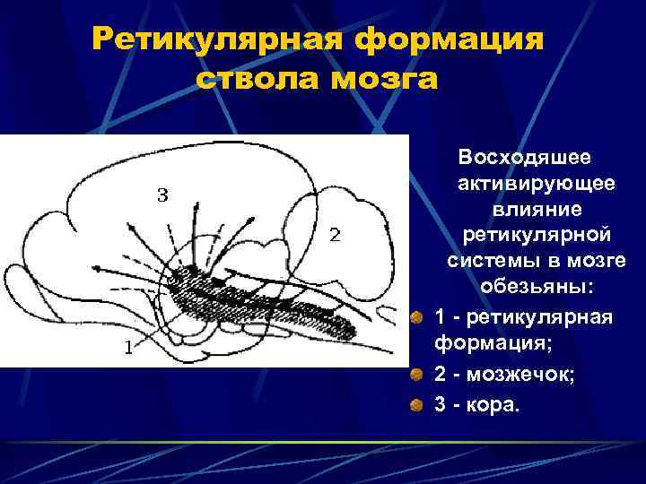 Ретикулярная формация ствола мозга Восходяшее активирующее влияние ретикулярной системы в мозге обезьяны: 1 -
