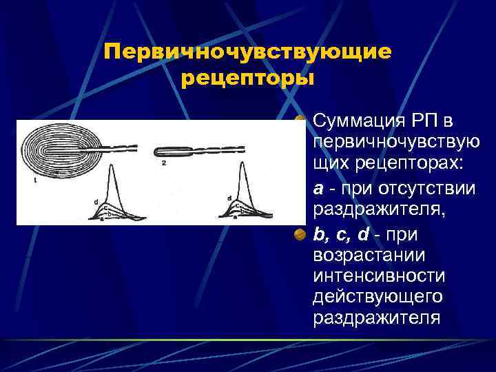 Первичночувствующие рецепторы Суммация РП в первичночувствую щих рецепторах: а - при отсутствии раздражителя, b,